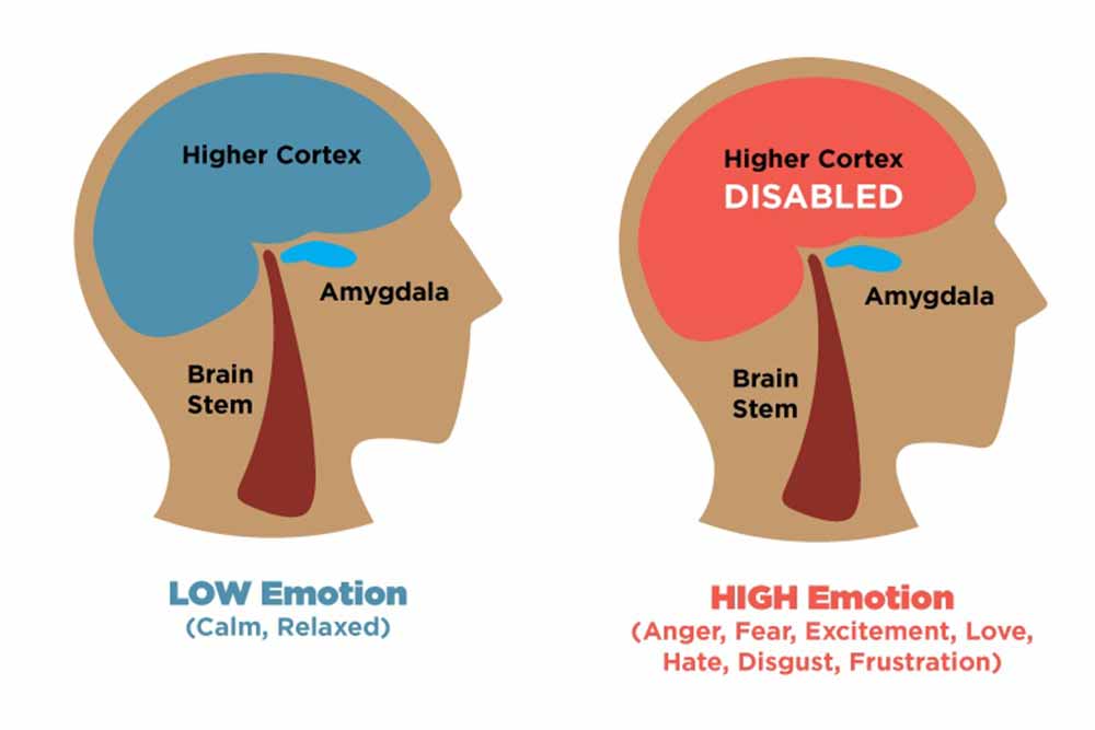 Amygdala